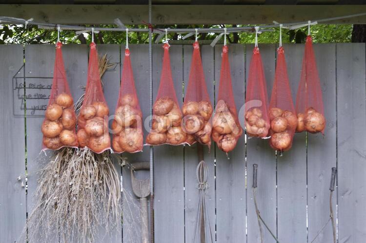 玉ねぎのあるお洒落な風景 玉ねぎ,onion,オニオンの写真素材
