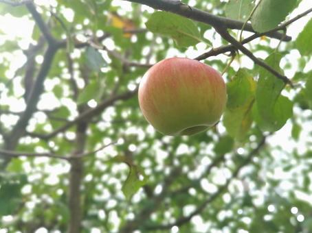 りんご りんご,フルーツ,果物の写真素材