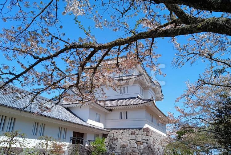 桜と大多喜城　千葉県 サクラ,城,大多喜城の写真素材