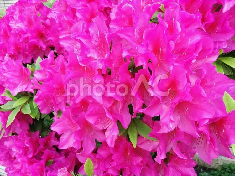 花　躑躅　つつじ　ツツジ　サツキ　さつき　アザレア　愛の喜び　自制心　節制　節度　慎み　努力　訓練　9 ツツジ,つつじ,躑躅の写真素材