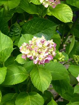 植え込みで開花し始めたアジサイ 植え込みで開花し始めたアジサイの写真