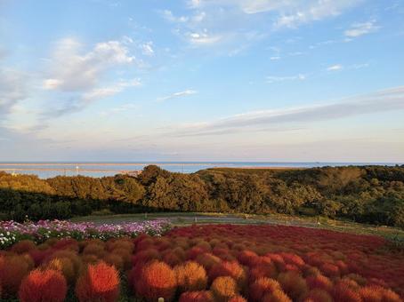 夕日とコキア 夕日とコキアの写真