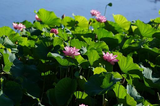 蓮便り 蓮便りの写真