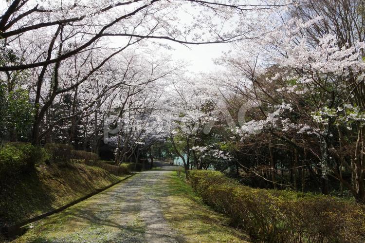 桜並木 桜,さくら,サクラの写真素材