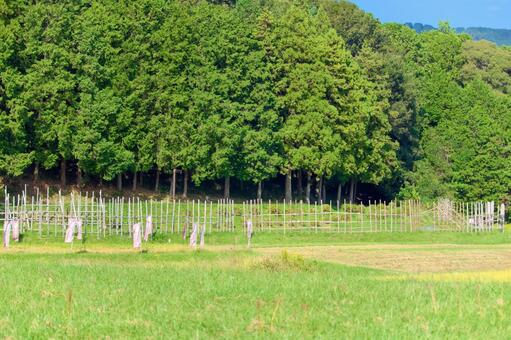 [愛知県]新城市長篠·設楽原の戦い馬防柵 長篠,長篠の戦い,長篠合戦の写真素材