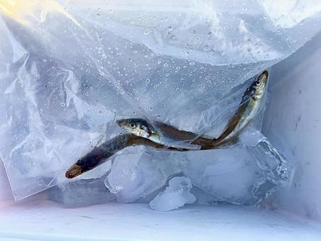 Photo, kiss, fish, fishing, 