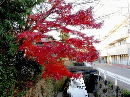 12月、鎌倉市大船・水路脇の紅葉 紅葉,木,樹木の写真素材