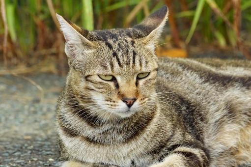 ねこ ねこ ねこ,野良,動物の写真素材