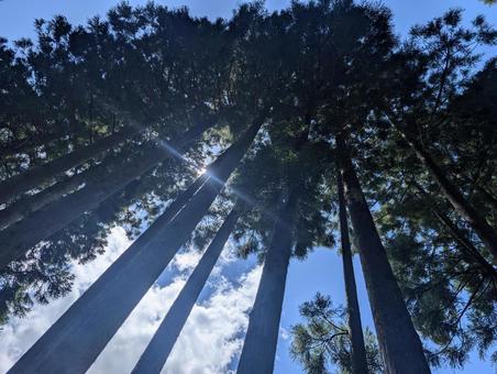 木漏れ日の杉林 木漏れ日の杉林の写真