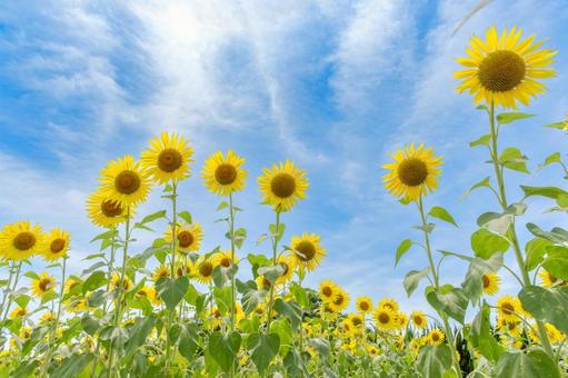 青空に咲き誇るひまわり畑 青空に咲き誇るひまわり畑 向日葵,花,花びらの写真素材