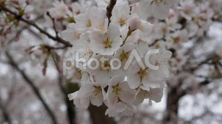 桜の花 桜,ソメイヨシノ,花の写真素材