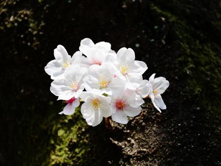 桜 桜の写真