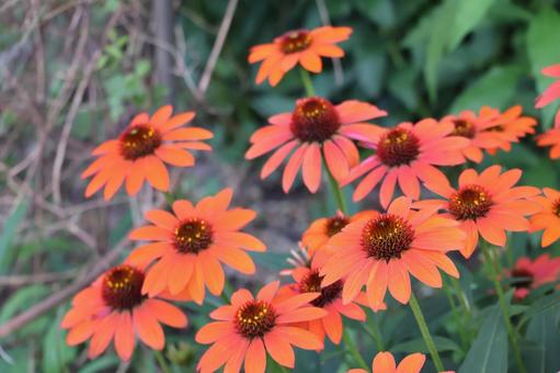 Orange Echinacea purpurea flower in full bloom, JPG Orange Echinacea purpurea flower in full bloom, JPG