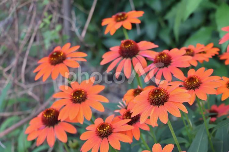 オレンジ色の満開のムラサキバレンギクの花 オレンジ色,満開,ムラサキバレンギクの写真素材