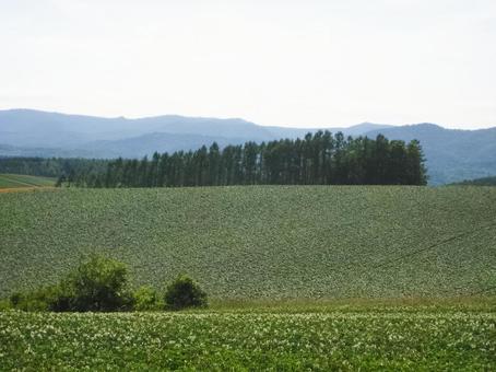 北海道・美瑛町の風景 北海道・美瑛町の風景の写真