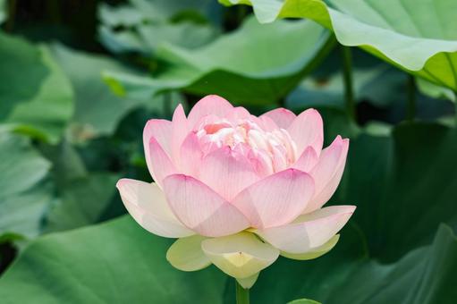 蓮の花 クローズアップ 蓮の花 クローズアップ 蓮,ハス,花の写真素材
