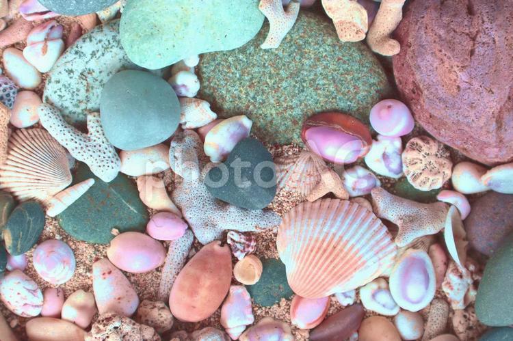 海辺のイメージ 貝,貝殻,砂利の写真素材