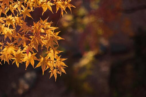 黄色い紅葉　秋イメージ 紅葉,秋,もみじの写真素材