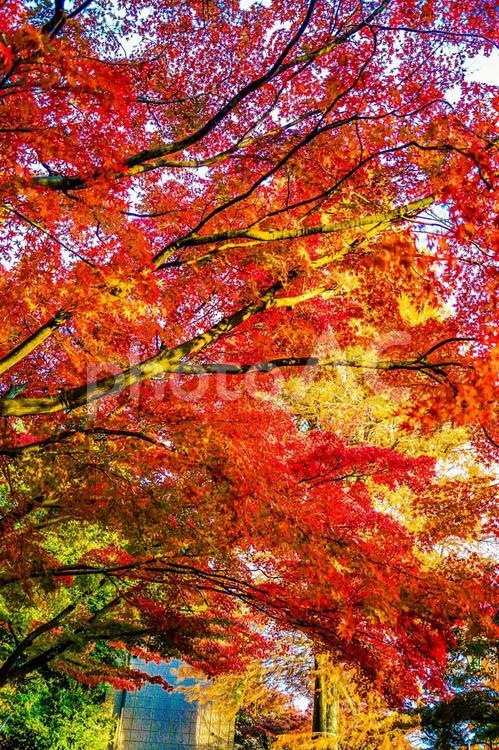 井の頭恩賜公園（井の頭公園）の紅葉 紅葉,井の頭公園,井の頭恩賜公園の写真素材