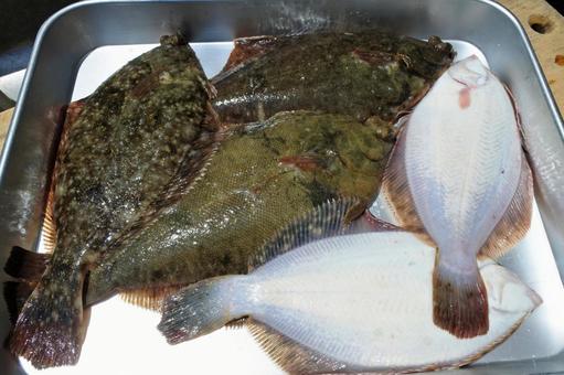 カレイの表と裏 瀬戸内海の鮮魚 カレイの表と裏 瀬戸内海の鮮魚 カレイ,鰈,白身魚の写真素材