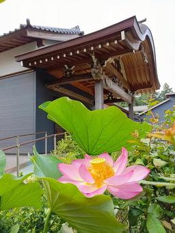 ハス 観音寺 千葉県柏市 ハス 観音寺 千葉県柏市 ハス,花,観音寺の写真素材
