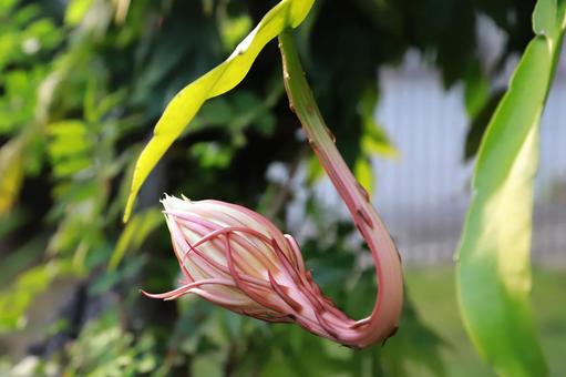 月下美人つぼみ 植物,花,つぼみの写真素材
