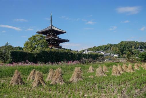 法起寺の三重塔と秋の田んぼ 風景,秋,10月の写真素材