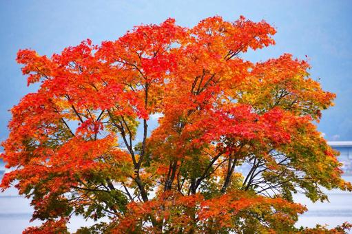 Photo, autumn, autumn leaves, red, 