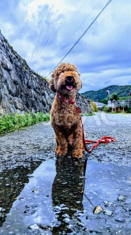 雨上がりの散歩道 トイプードル,トイプー,空の写真素材
