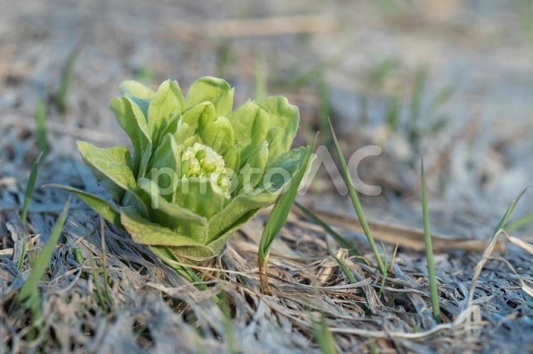 雌株のふきのとう ふきのとう,春,山菜の写真素材