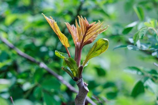 春に芽吹き出した若葉 春に芽吹き出した若葉の写真