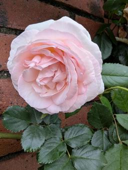 薄いピンクのバラの花 6 薄いピンクのバラの花 6の写真