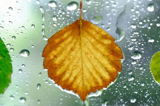 Raindrops, JPG