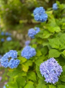 紫陽花 紫陽花の写真