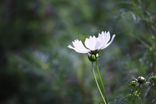 緑の中の白いコスモス 緑の中の白いコスモスの写真