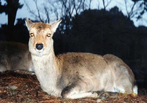 夕刻の奈良公園 寝そべる鹿 夕刻の奈良公園 寝そべる鹿の写真