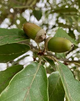 どんぐりが可愛い どんぐり,秋,木の写真素材