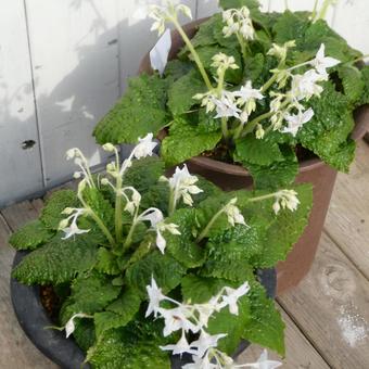 Potted Gesneria, JPG