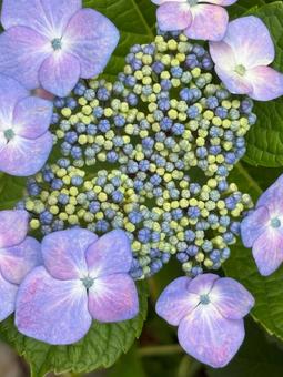 Hydrangea, JPG Hydrangea, JPG