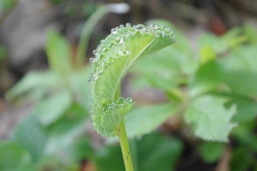A waremoco covered in water droplets, JPG A waremoco covered in water droplets, JPG