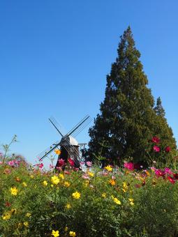 あけぼの山農業公園・コスモス&風車・柏市 あけぼの山農業公園・コスモス&風車・柏市 秋,あけぼの山農業公園,コスモスの写真素材