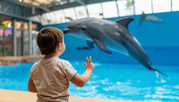 水族館でイルカを見る子ども 水族館でイルカを見る子どもの写真