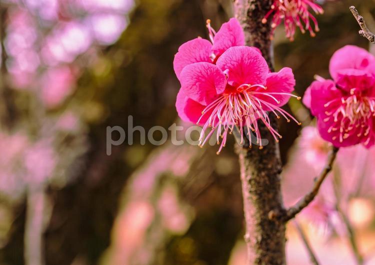 本庄運動公園　梅の花4ｰ62 本庄運動公園,梅,梅花の写真素材