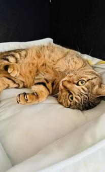 保護猫 保護猫の写真