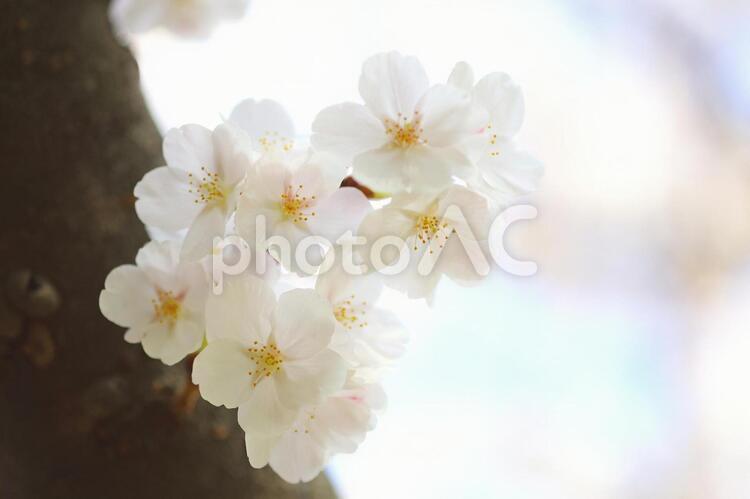 サクラ 桜満開 白い花 No 写真素材なら 写真ac 無料 フリー ダウンロードok
