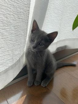 ロシアンブルー ロシアンブルー 猫,ロシアンブルー,子猫の写真素材
