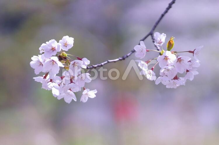 満開に咲き誇る桜並木 桜,花,空の写真素材