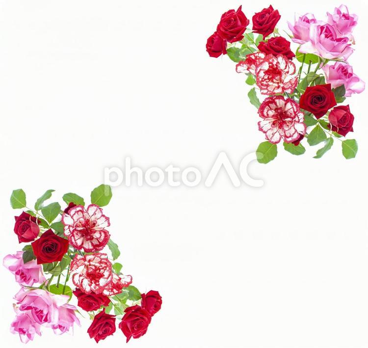 主にピンクと赤の2種花束素材 花,赤,バラの写真素材