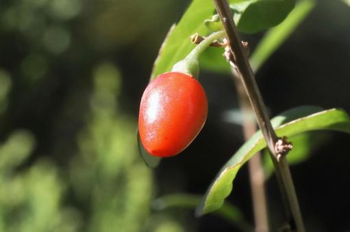 クコの実 植物,薬木,くこの木の写真素材