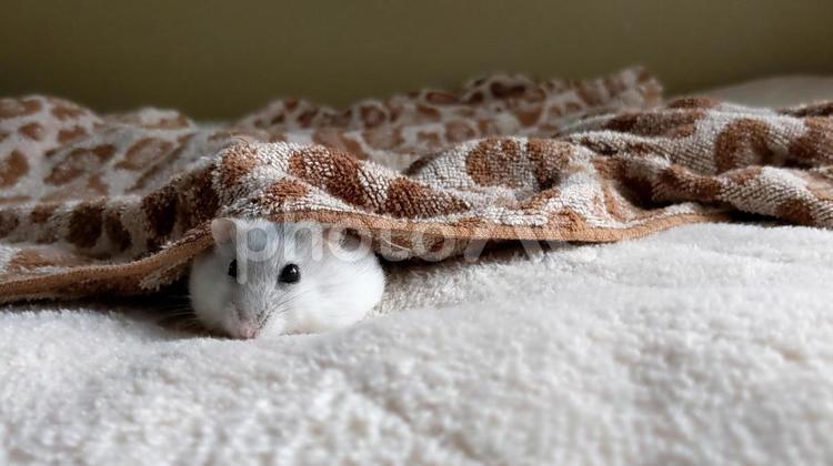 ハムスター ハムスター,小動物,齧歯類の写真素材